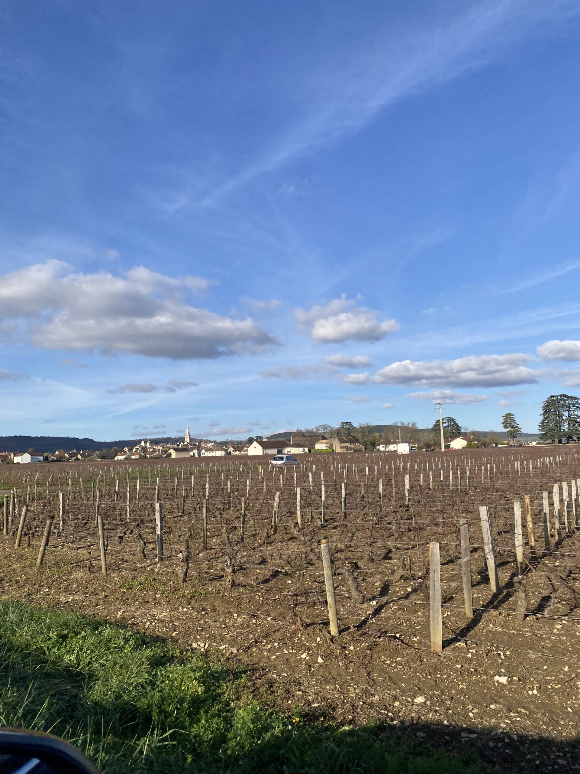 葉っぱの落ちたぶどう畑