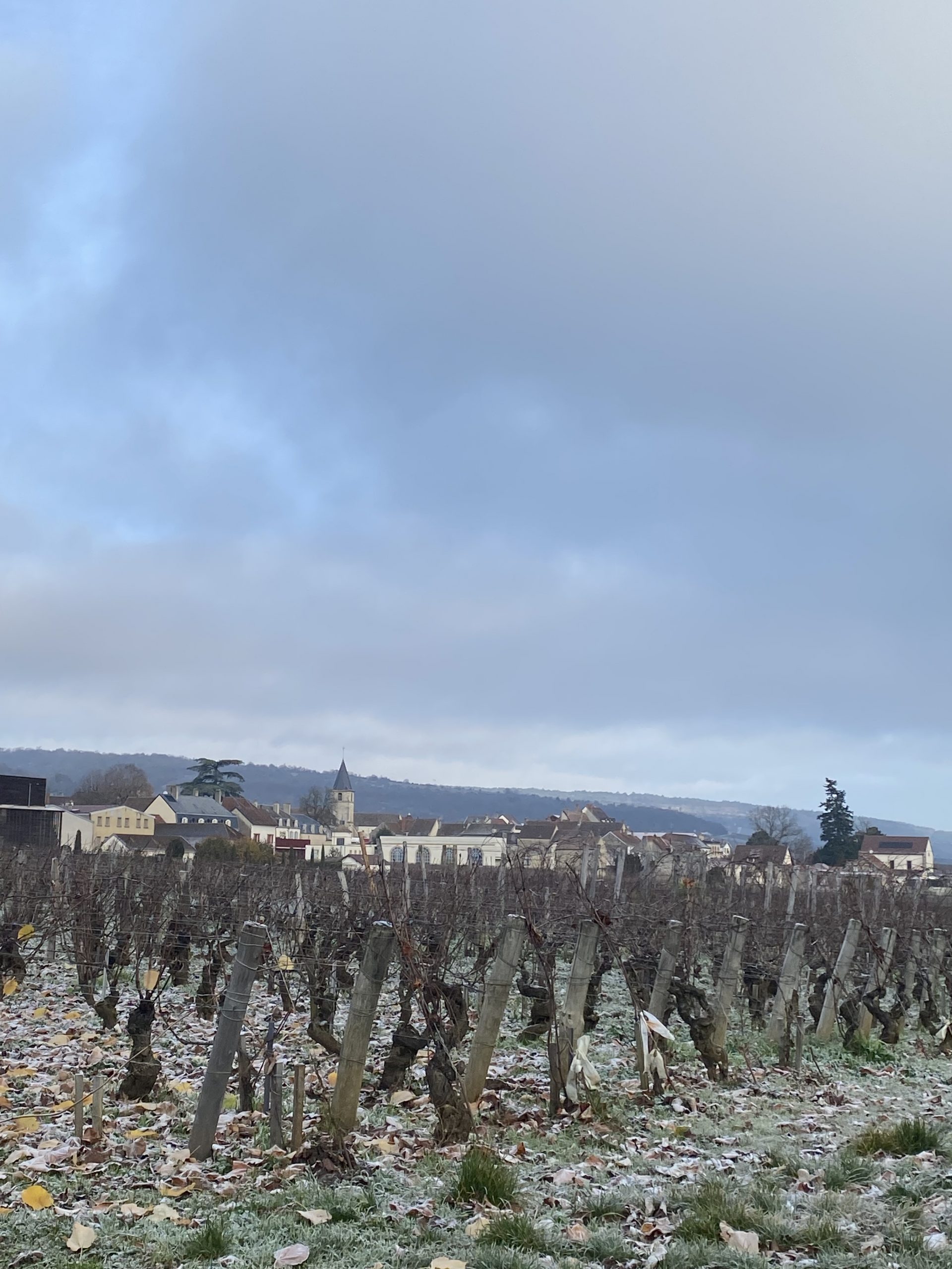 早朝のぶどう畑